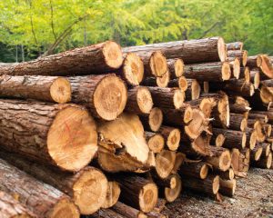 Sustainable timber
